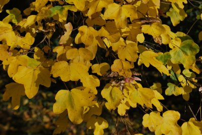 Acer caempestre - javor polní (babyka) - podzimní listy